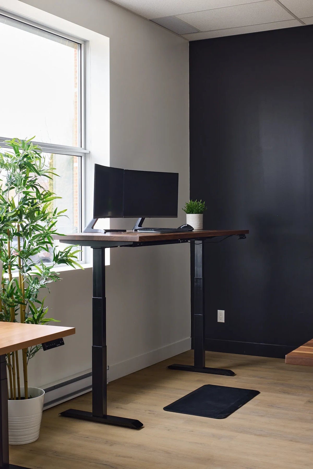 Walnut standing desk with two monitors, black legs and a small plant positioned beside a window and dark corner wall
